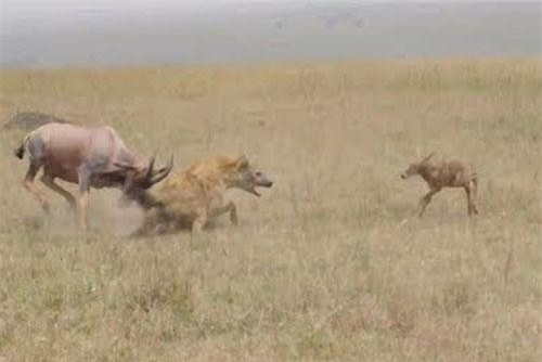 Vừa chào đời, linh dương đã bị linh cẩu đoạt mạng