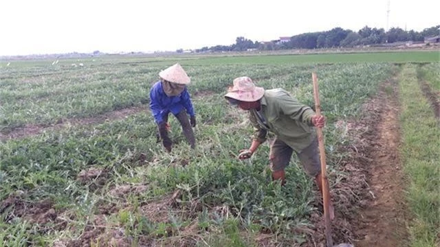 quang tri: han han khoc liet, dan bien dat nut ne thanh ruong dua ngot hinh anh 7