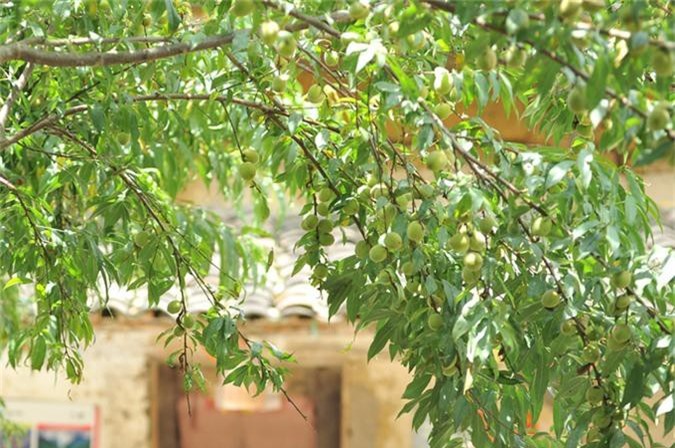 Thôn 'homestay' và quán cà phê Cực Bắc ở cao nguyên đá
