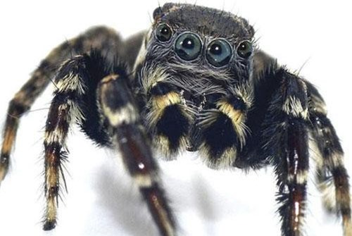 Phát hiện loài nhện ngựa mới ở Úc