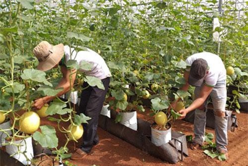 Bà Rịa-Vũng Tàu: Nông nghiệp công nghệ cao lên ngôi, dân có tiền tỉ