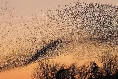 Bí ẩn cuộc chiến UFO khiến hàng ngàn người đổ bệnh năm 1665