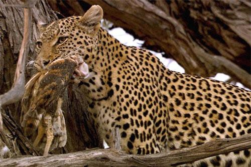 CLIP: Báo hoa mai leo cây, tóm gọn cú với ‘tốc độ bàn thờ’