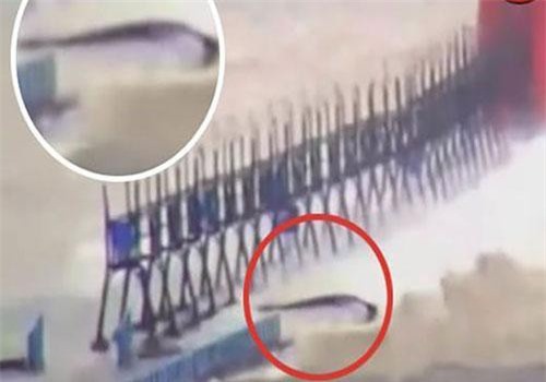 Sinh vật bí ẩn xuất hiện trong cơn bão ở Mỹ