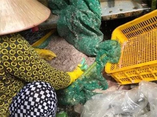 Thương lái ồ ạt thu mua vảy cá tại Đồng Tháp