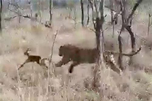 CLIP: Báo hoa mai hành hạ linh dương con tới chết