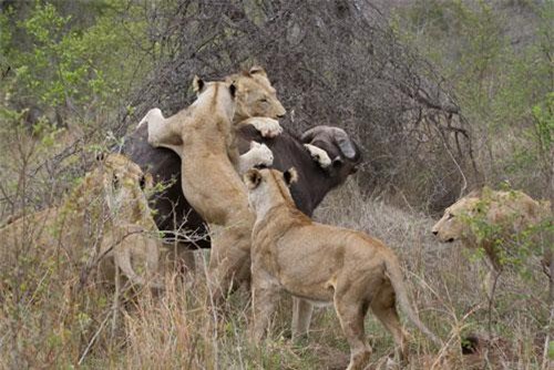 CLIP: Trâu rừng tuyệt vọng ‘kêu cứu’ giữa vòng vây của bầy sư tử