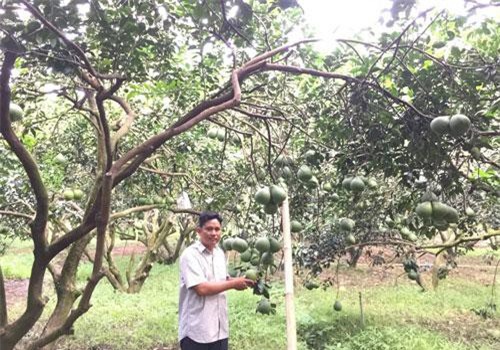 Bình Dương: Bưởi da xanh Tân Mỹ "leo" lên máy bay sang bán bên Singapore