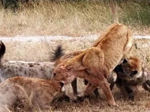 CLIP: Linh cẩu ‘kéo quân’ tới giết chết sư tử để trả thù