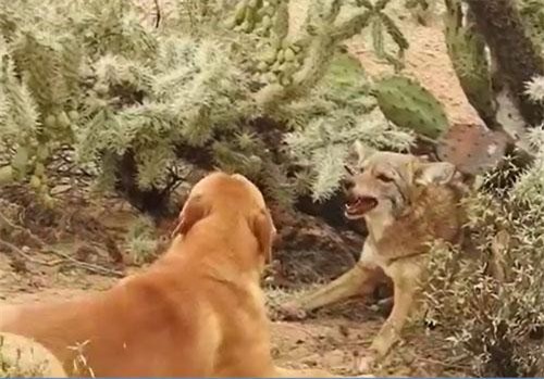 Clip: Chó sói mệt lử sau đợt tấn công dồn dập của chó nhà