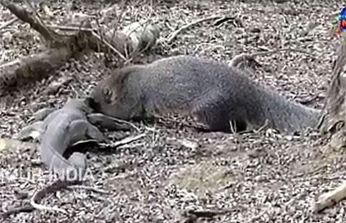 CLIP: Kỳ đà chết thảm khi đối đầu với cầy mangut