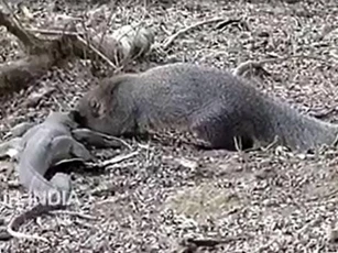 CLIP: Kỳ đà chết thảm khi đối đầu với cầy mangut
