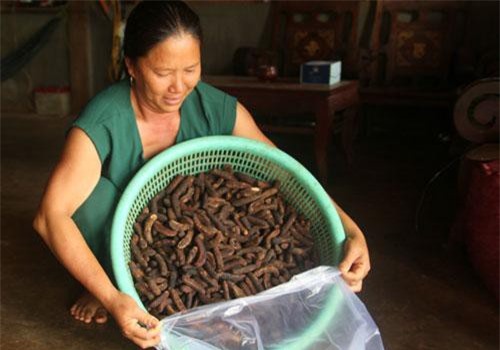 Nghề "hái" ra tiền khủng ở Đắk Nông: Săn chuối hột rừng đại bổ