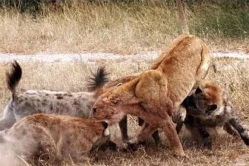 Bầy linh cẩu bao vây giết chết sư tử để trả thù.