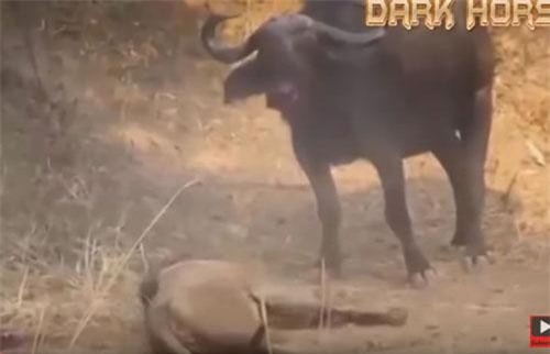CLIP: Sư tử nhận cái chết đầy đau đớn khi đi săn trâu rừng