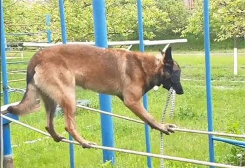 CLIP: Kinh Ngạc cảnh chú cho nghiệp vụ bịt mắt di chuyển trên dây