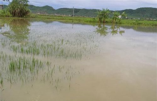 Nghệ An: Ngã xuống ruộng lúa ngập nước sau trận mưa lớn, bé 22 tháng tuổi tử vong