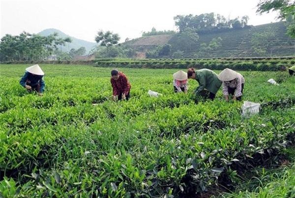 Hướng dẫn chuyển đổi hợp tác xã sang doanh nghiệp