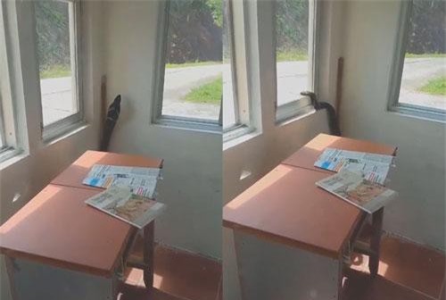 Clip: 'Lạnh người' khi thấy rắn hổ mang chúa bò khắp phòng