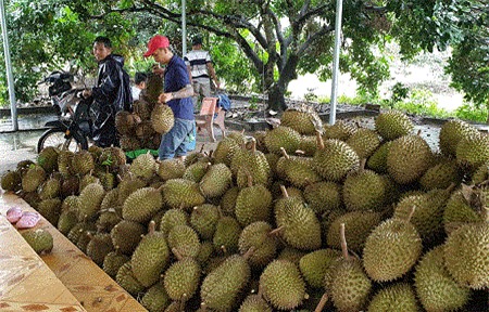 Lâm Đồng: Không có chuyện giá sầu riêng "rớt" một nửa