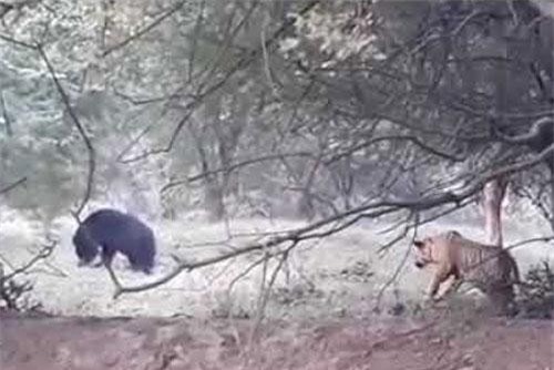 CLIP: Hổ lên kế hoạch săn gấu, ai dè đối thủ dữ quá nên phải chạy ‘té khói’