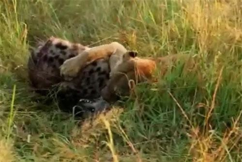 CLIP: Bị sư tử cắn cổ, linh cẩu vẫn may mắn thoát chết