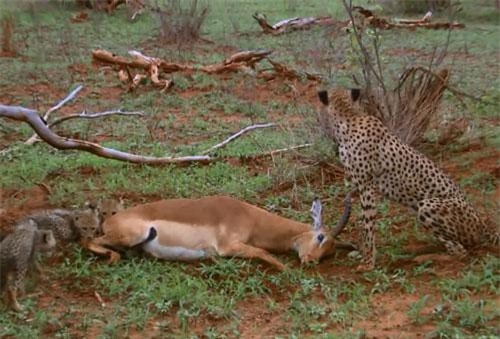 CLIP: Linh dương tinh ranh lên kế hoạch thoát chết, ai ngờ báo săn quá ‘tỉnh’