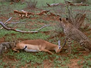 CLIP: Linh dương tinh ranh lên kế hoạch thoát chết, ai ngờ báo săn quá ‘tỉnh’