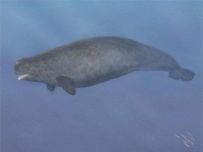 Quái vật biển kỳ dị là con lai của 2 loài khác nhau