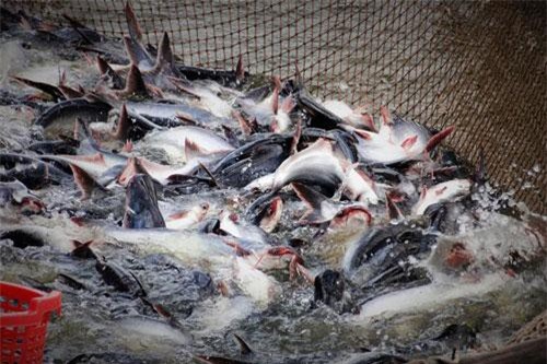 Giá cá tra thấp nhất 10 năm qua