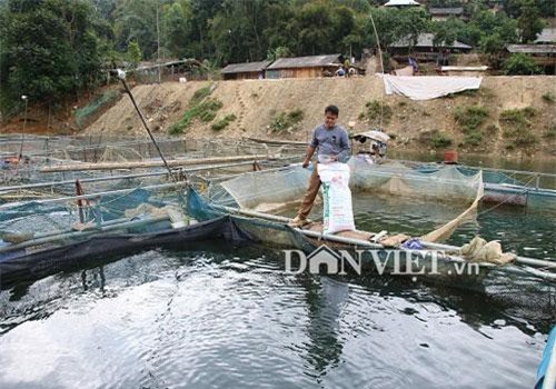 Sơn La: Coi sông Đà là cánh đồng nước, nuôi toàn cá ngon, bán đắt hàng