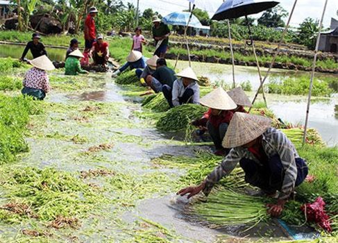 Trăm người dầm nước ở làng trồng rau cần lớn nhất Đồng Nai