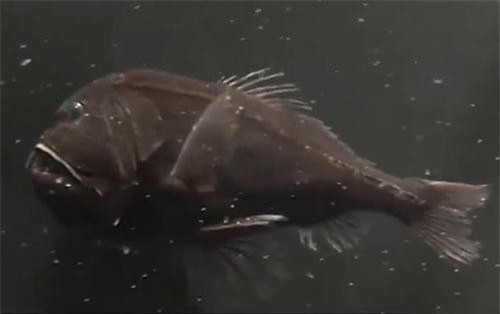 CLIP: 5 loài động vật có thể sống được ở nhiệt độ lên tới 100°C