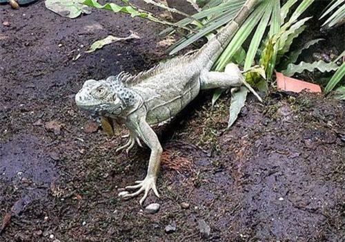 Cự đà xanh "chạy nhanh hơn chó" khiến con người 'bấn loạn'