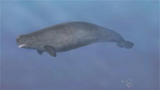 Quái vật biển kỳ dị là con lai của 2 loài khác nhau - Ảnh 5.