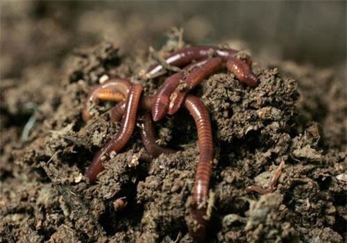 Sự thật bất ngờ loài vật Trạng Quỳnh ví “rồng đất”