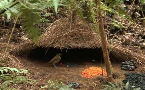 CLIP: 5 'siêu phẩm kiến trúc' được xây dựng bởi các loài động vật