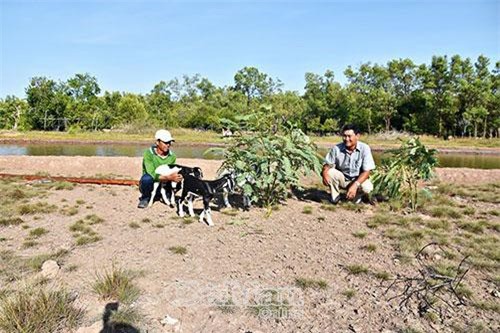 Cà Mau: Có một làng biển mà lại xây nhà sàn và nuôi nhiều dê
