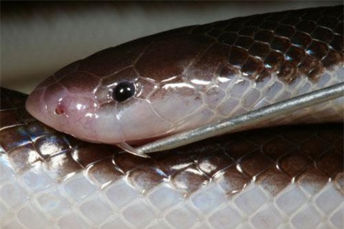 Khiếp hơn cả rắn hổ mang, đây mới là loài rắn đáng sợ nhất thế giới