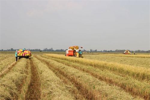 Mưa nhiều, lúa Hè Thu giảm giá, khó bán