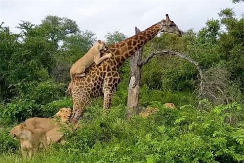 CLIP: Ngỡ ngàng trước cảnh sư tử ‘cưỡi’ trên lưng hươu cao cổ