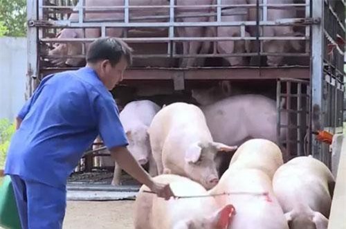 TP.HCM: Tăng cường kiểm soát sau khi phát hiện thêm ổ dịch tả lợn châu Phi