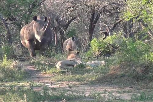 CLIP: Đang cùng ‘vợ’ nghỉ ngơi, sư tử bỗng phải bỏ chạy ‘trối chết’ vì điều này