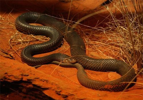 Rắn độc dị biệt nhất hành tinh: Chuyên cắn người đang ngủ, nọc làm tan máu