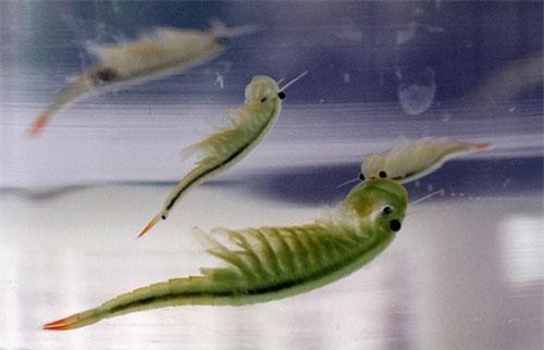 Clip: Động vật tồn tại trước khủng long được phát hiện sống khỏe ở Trung Quốc