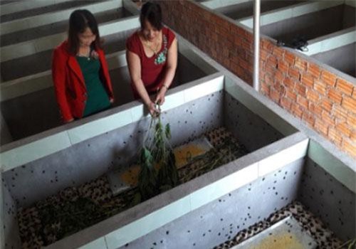 Quảng Ngãi: Gái má hồng nuôi loài chết sớm trong hồ xi măng, thu 15 triệu/tháng