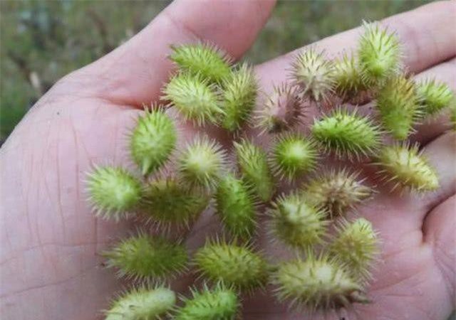 Quả dại đáng ghét ở Việt Nam, Trung Quốc chế thành thảo dược đắt đỏ