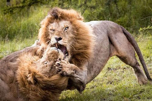 Sư tử kịch chiến tranh quyền bá chủ đồng cỏ hoang dã