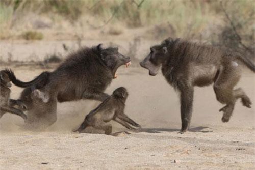 CLIP: Khỉ đầu chó vô tình giết con non bị ‘vợ’ bắt cúi đầu nhận lỗi
