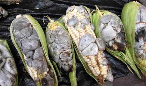 Bất ngờ loại ngô đắt bậc nhất thế giới: vừa mốc đen lại mang hình dáng kì dị